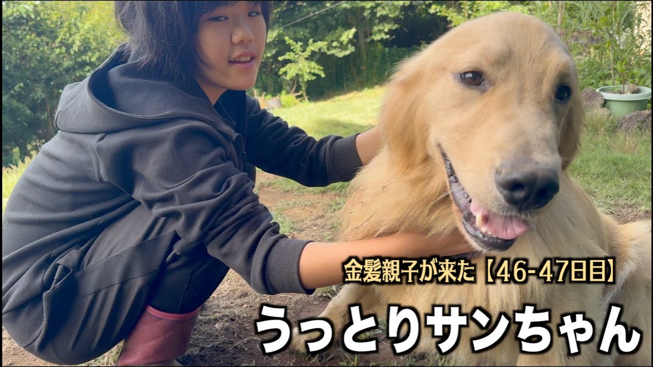 【金髪親子46 47日目】姪っ子とラブラブになったサンちゃん