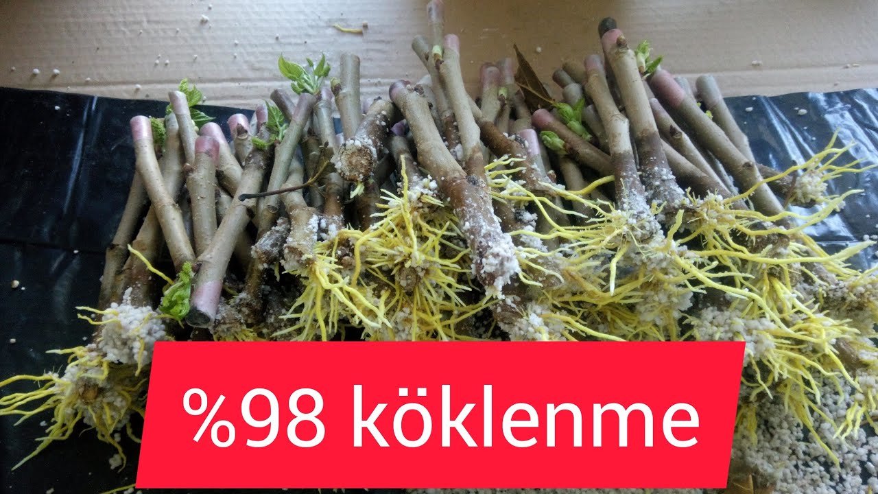 Dut çelik köklendirme %98 başarı
