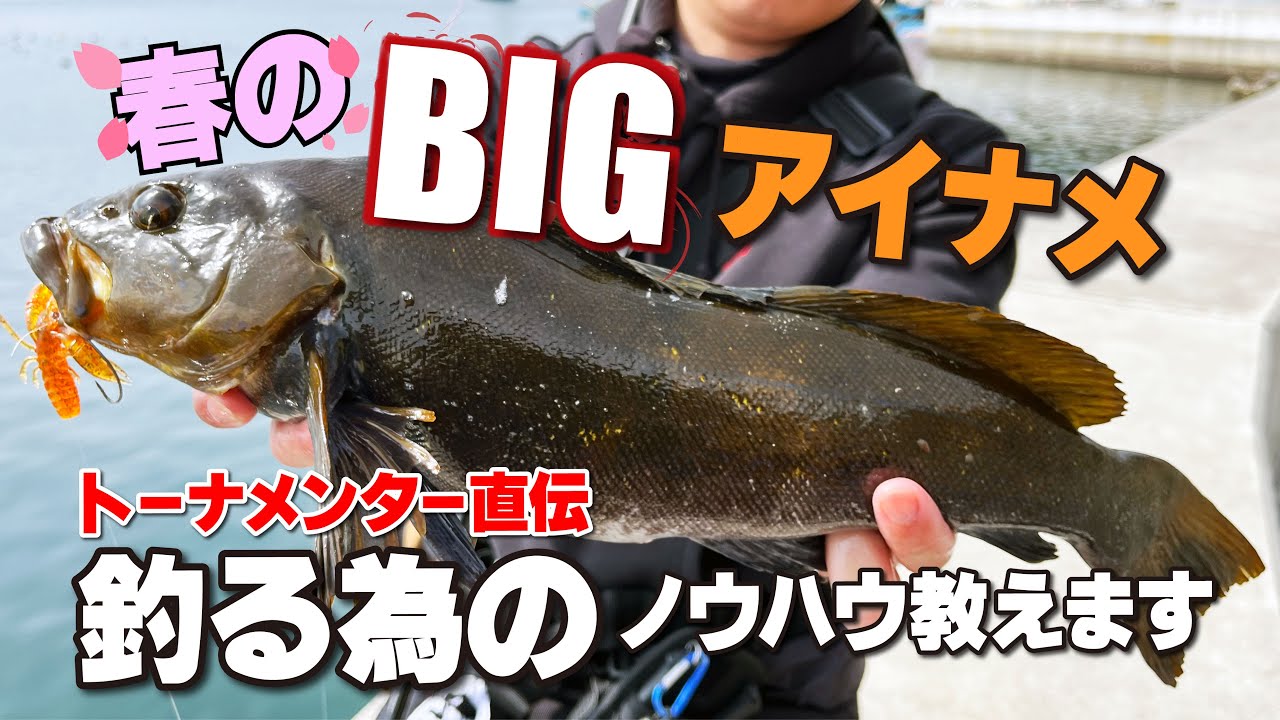 まさに今！！春のアイナメの狙うポイント、アクション方法、ルアーチョイスまで！完全攻略！