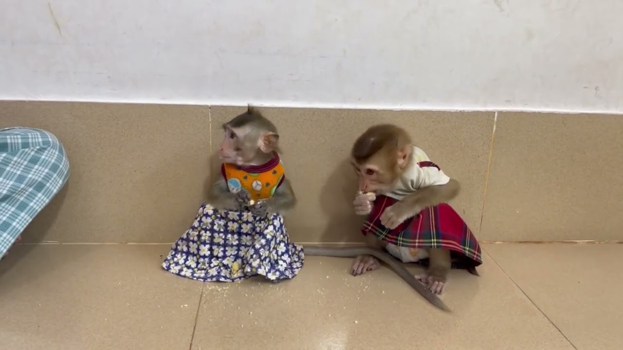 [Oh no..] Jasmine steall some food to eat while mom adv..cee her
