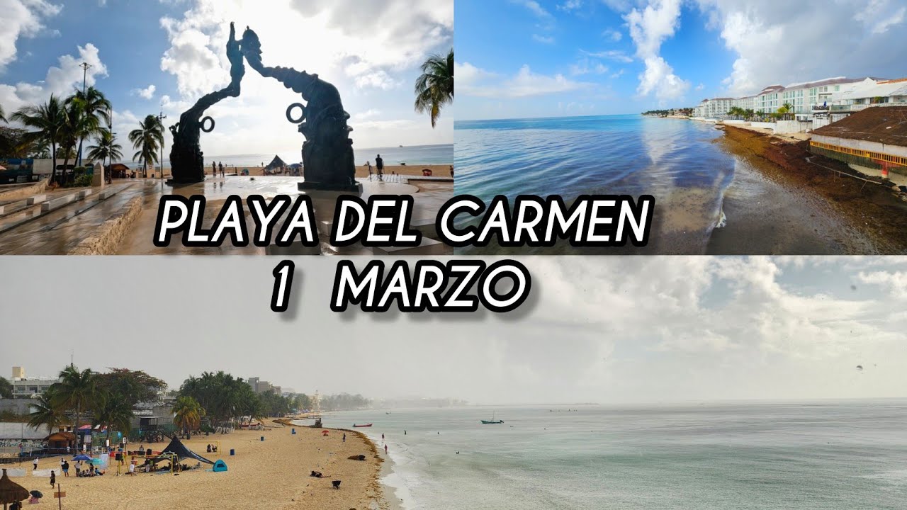 PLAYA DEL CARMEN 1 MARZO 2026 🤩 Sargazo arrivando | How is playa del carmen? seaweed  playacar  