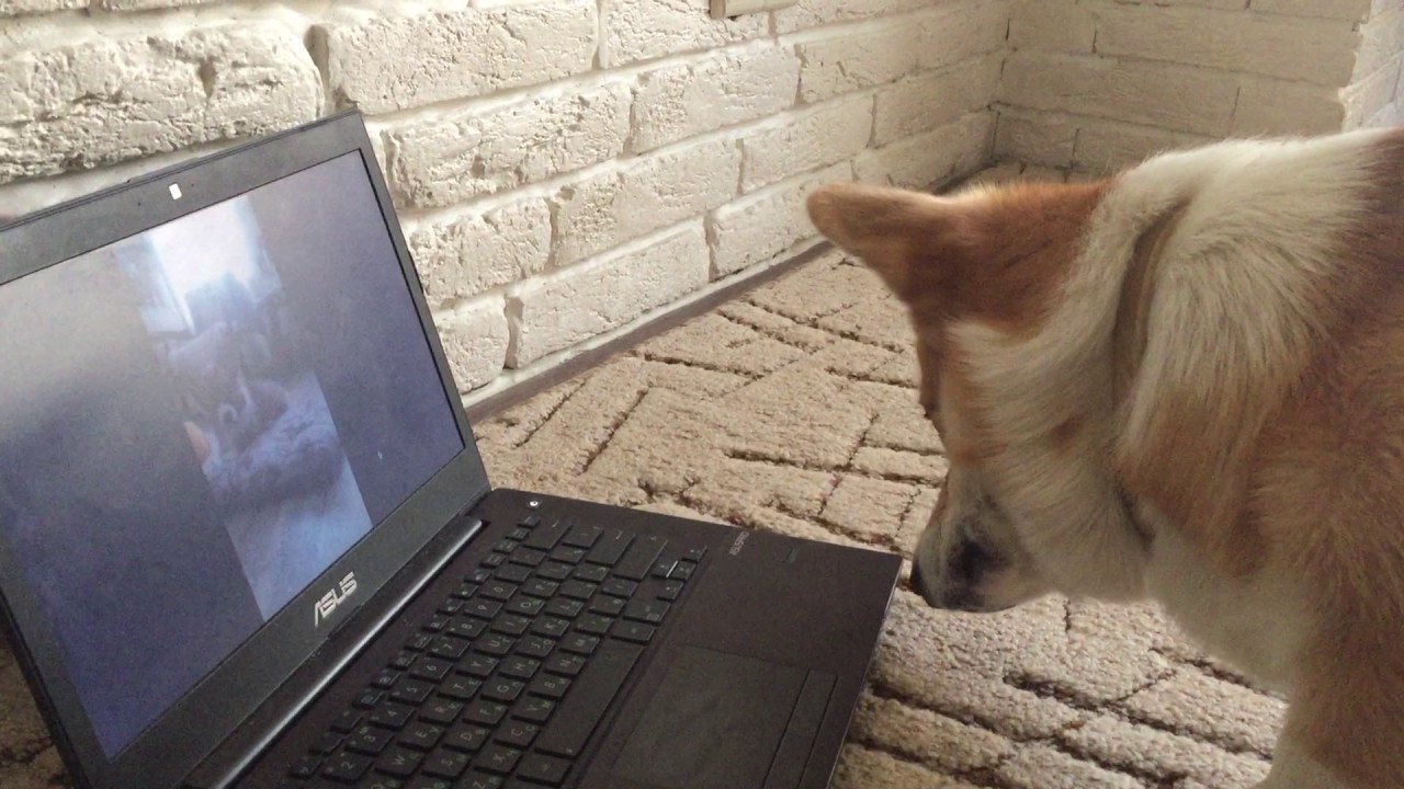 ВЕЛЬШ КОРГИ ПЕМБРОК - реакция на видео с другим щенком корги - PEMBROKE WELSH CORGI