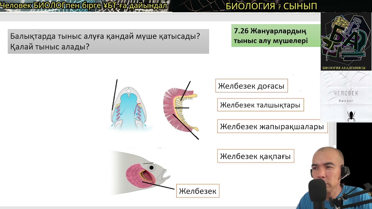 7.26 Жануарлардың тыныс алу мүшелері