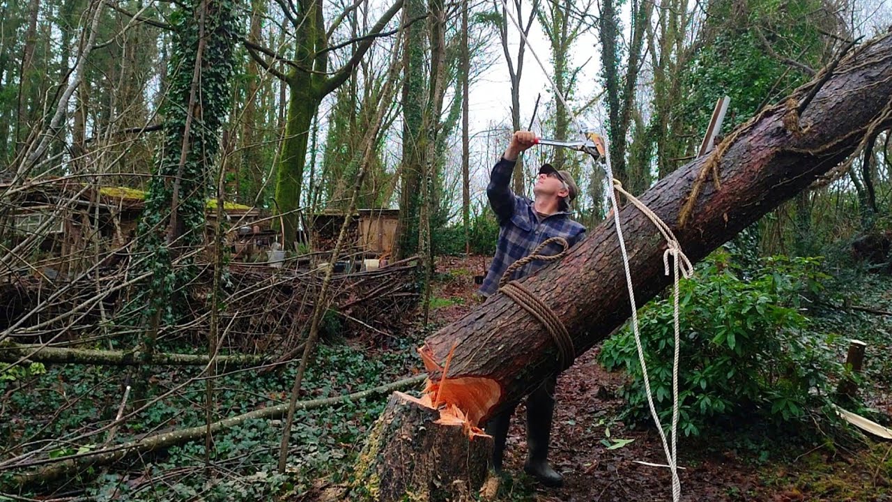 I just cut down my first tree without any experience - A perfect and incredible cut 