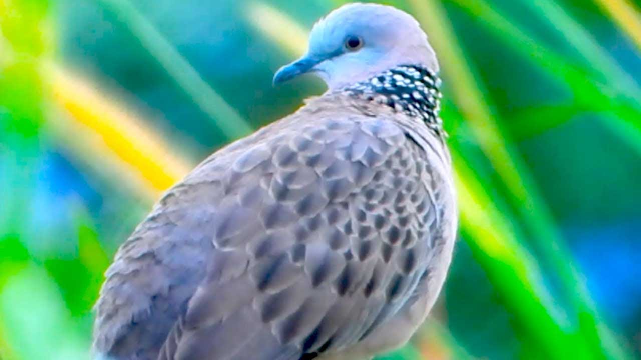 The Gentle Song of a Beautiful Spotted Dove