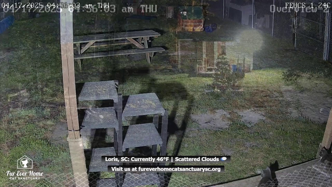 Fur Ever Home Cat Sanctuary Live Stream