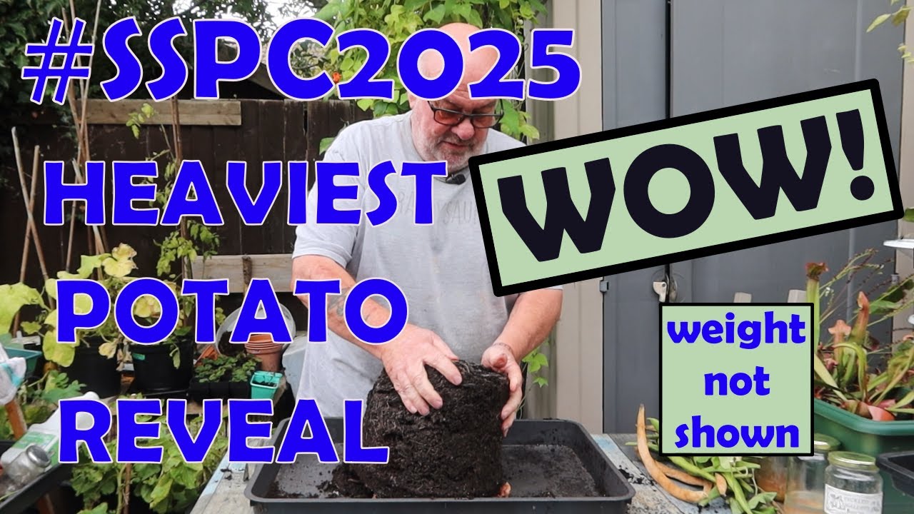 Single Seed Potato Challenge 2025 - HEAVIEST POTATO REVEAL - #SSPC2025