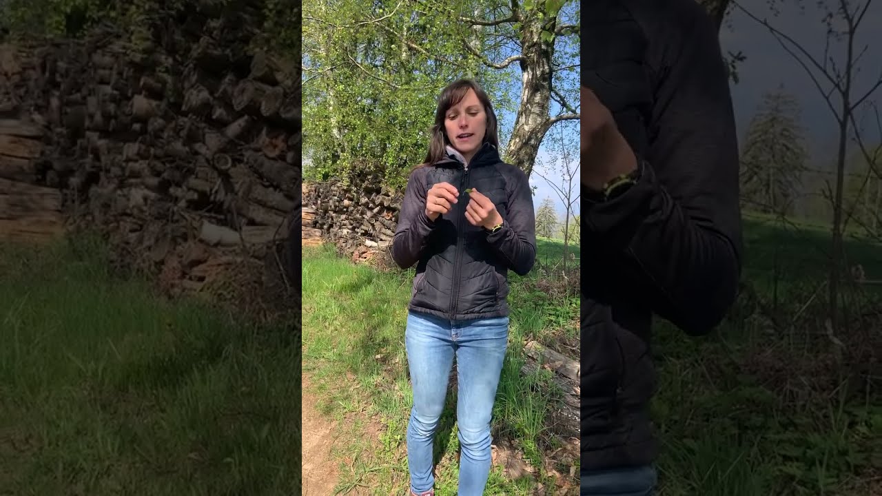Nutze die Kraft der B&auml;ume - heute: Birkenbl&auml;tter