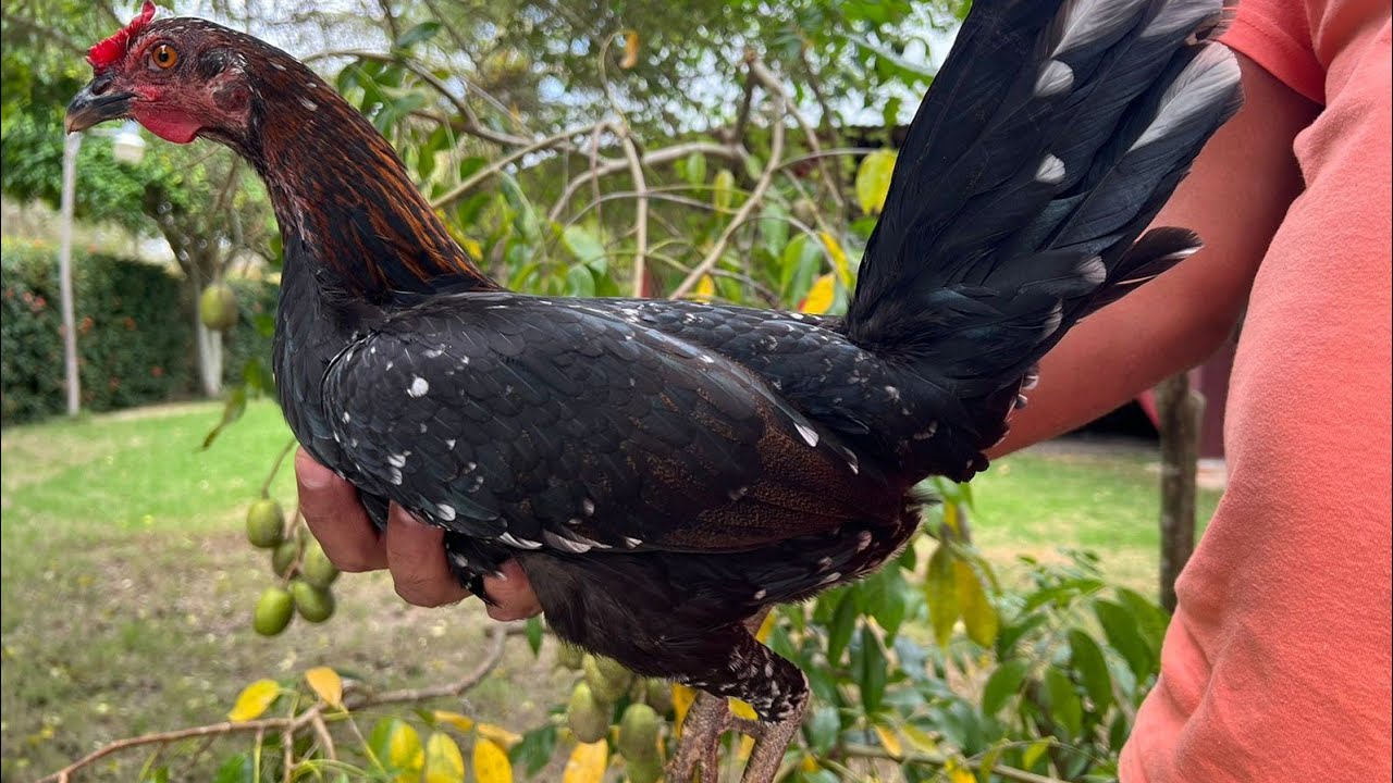 GALLINAS DISPONIBLE SAMUEL CARDONA 849 263 5972.