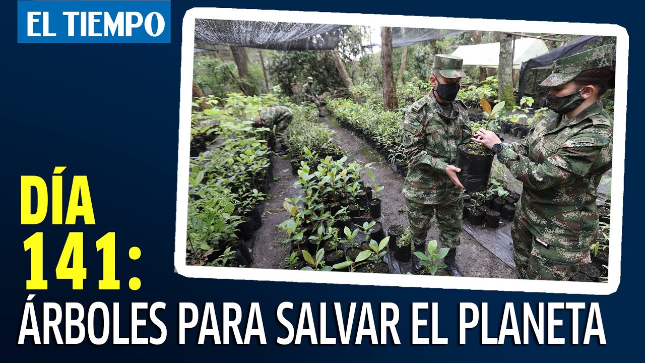 &Aacute;rboles para salvar el planeta
