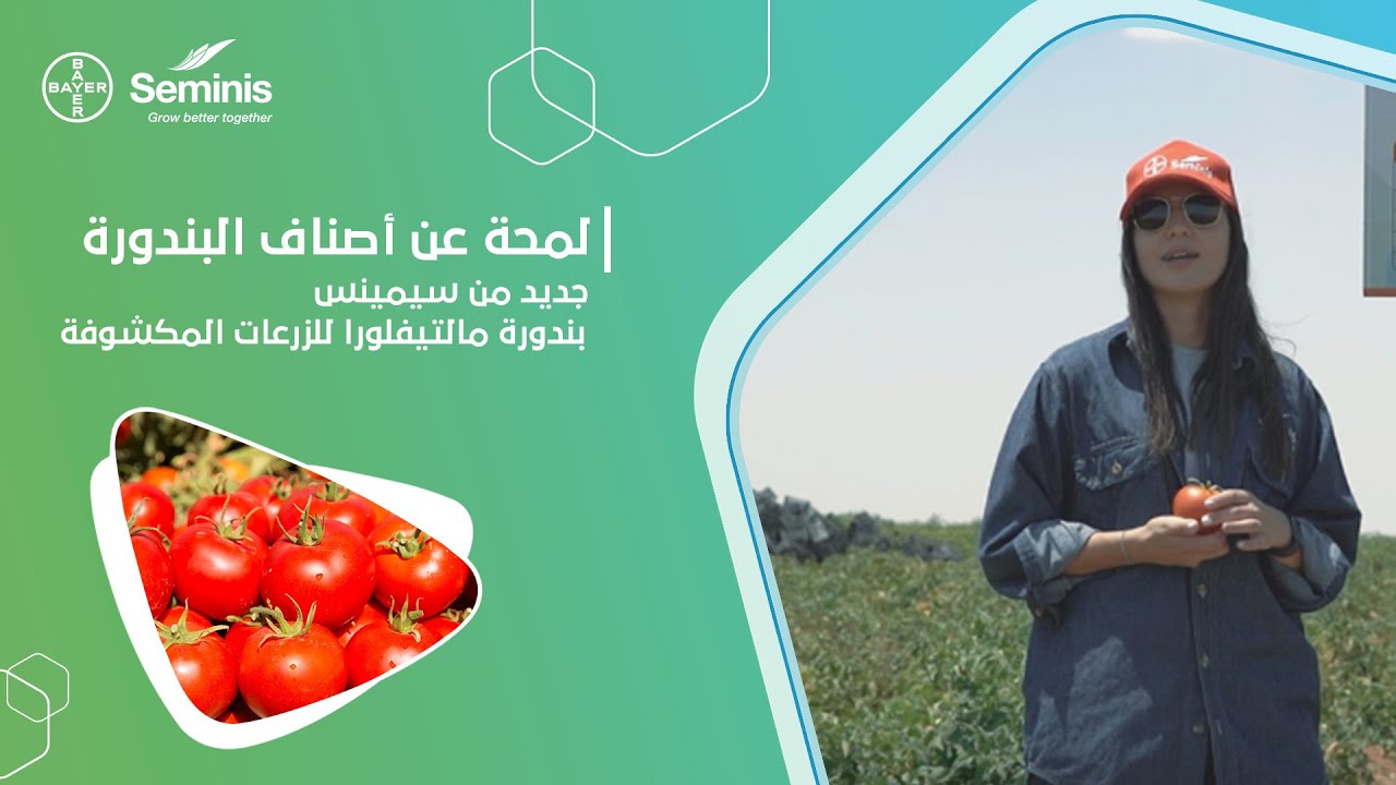 جديد من سيمينس - بندورة مالتيفلورا للزرعات المكشوفة