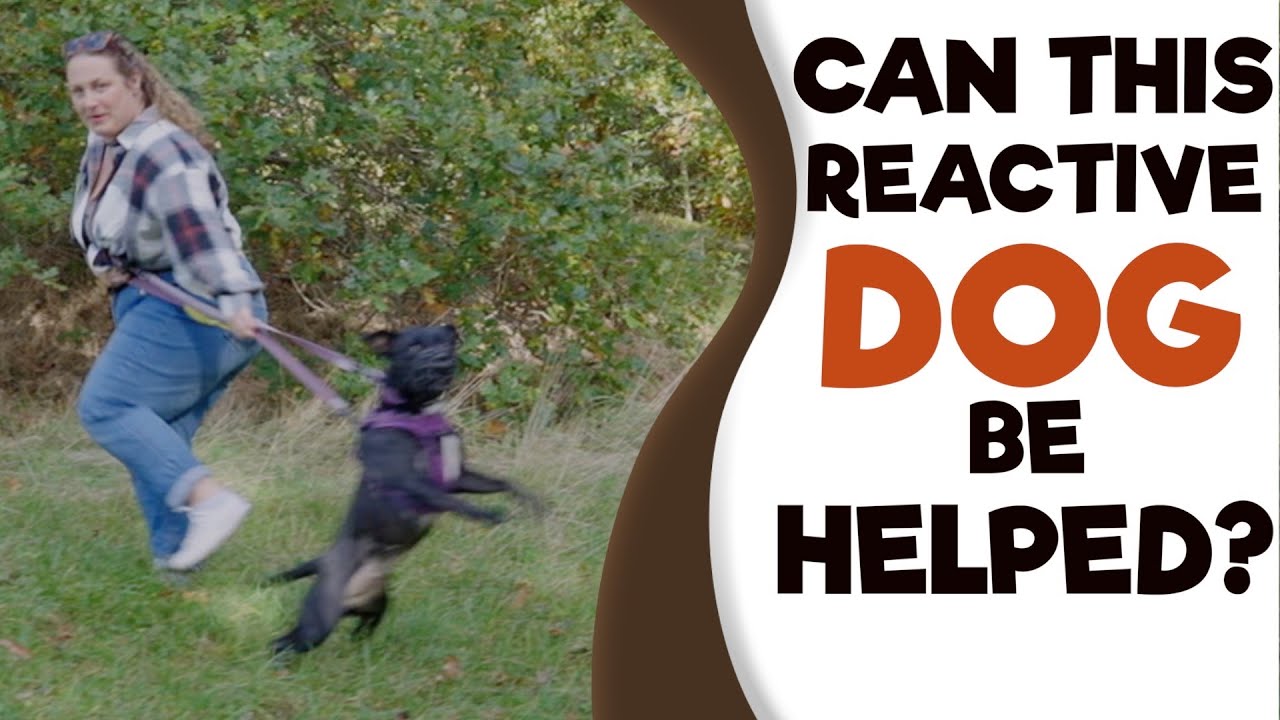 How to STOP Dog Aggression to Dogs/People