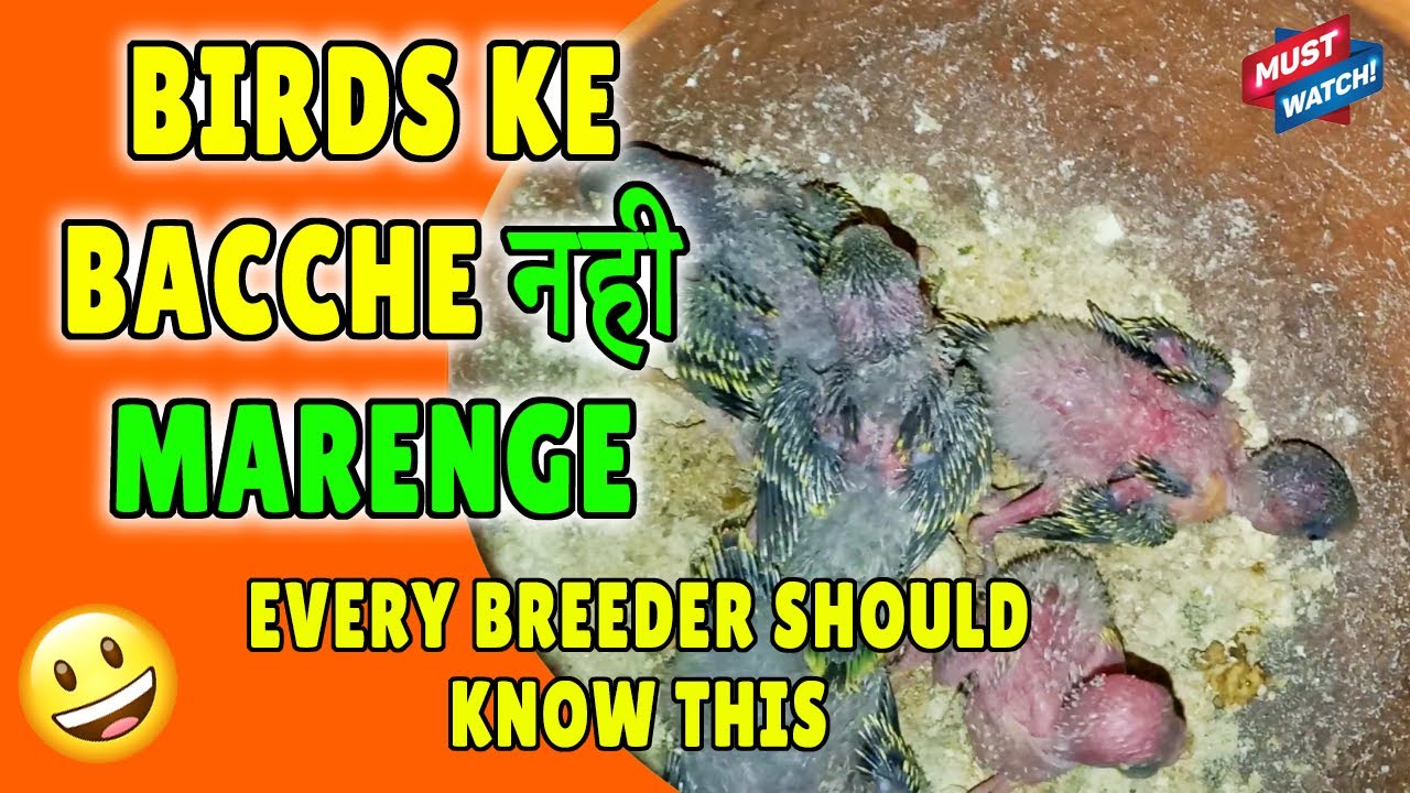 WHY BABY BIRDS DIE?? Budgies, Finches, Lovebirds, Cockatiel | How to save Baby Birds? Happy Budgies