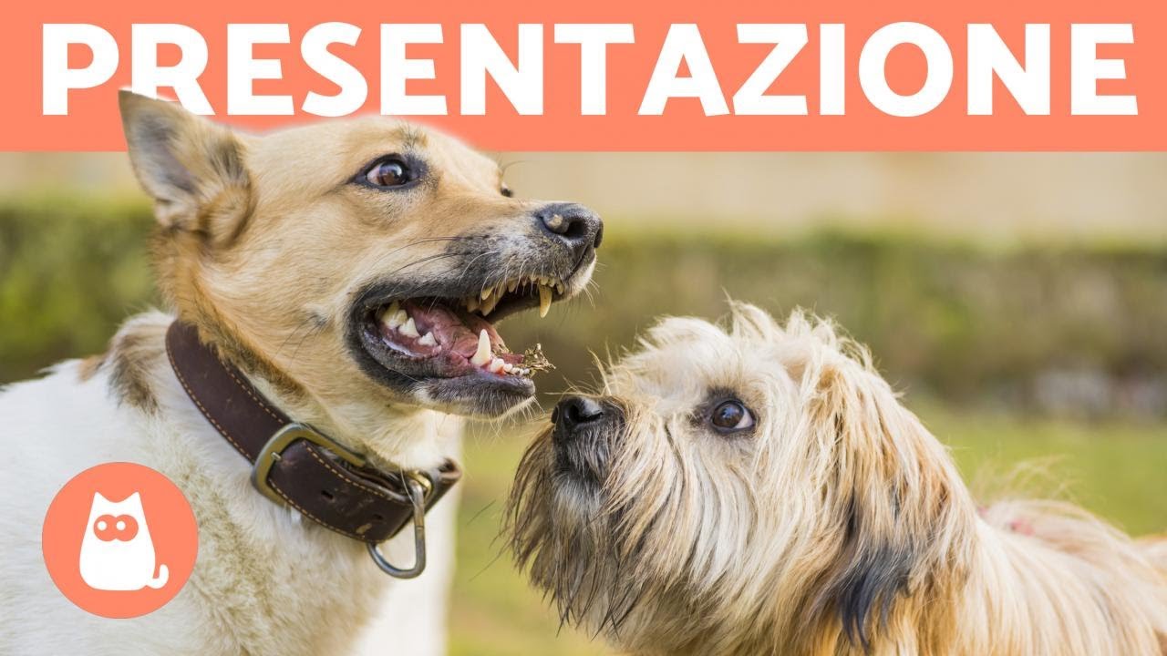 Presentare due cani in 5 FACILI PASSI!