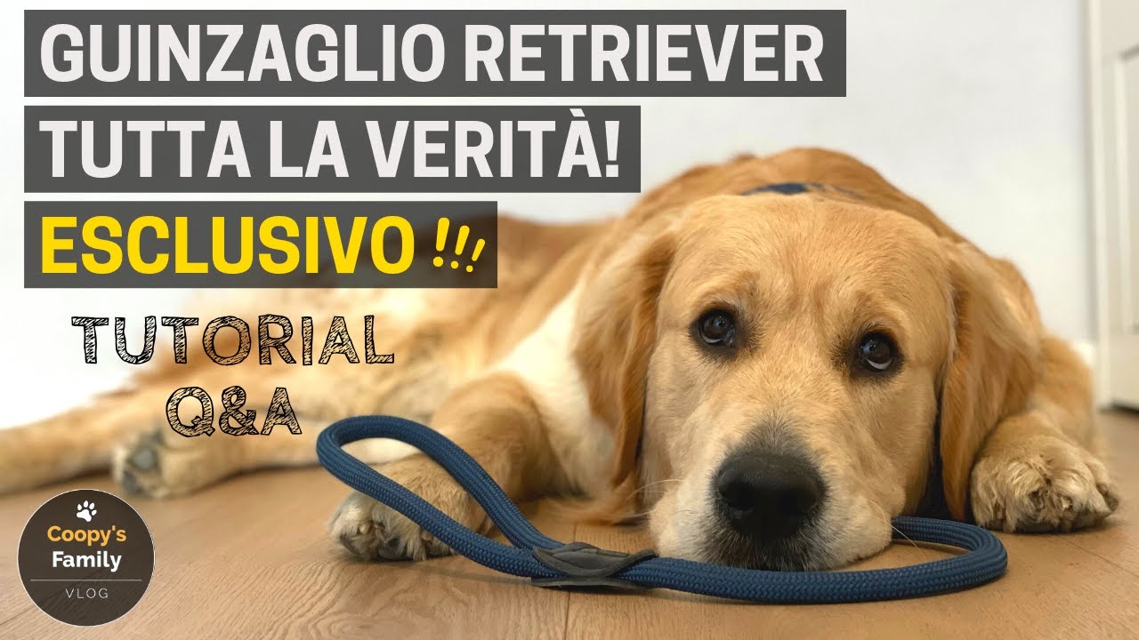 Come insegnare al cane a non tirare al guinzaglio | Tutorial con 