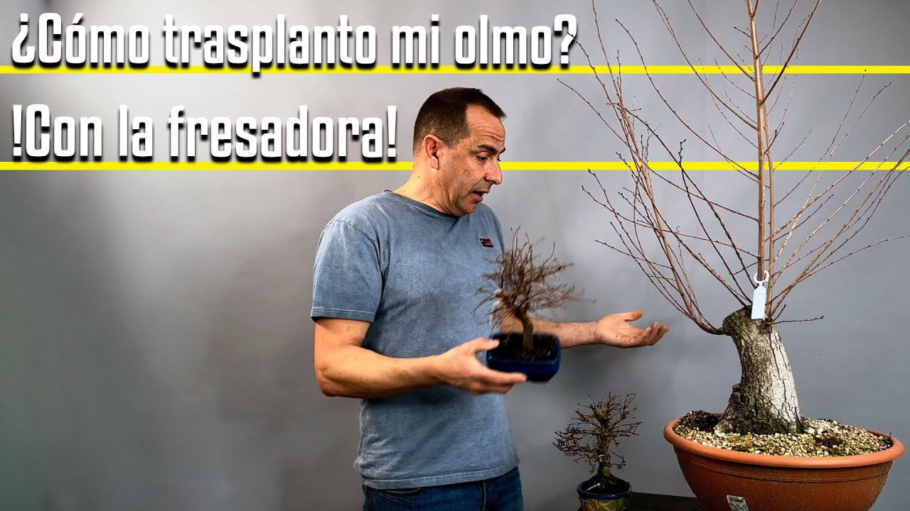 ¿Cómo trasplanto mi olmo? ¡Con la fresadora!