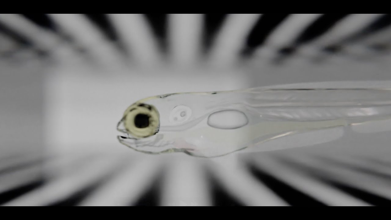 A simulated larval zebrafish maintains its position in flowing 'water'