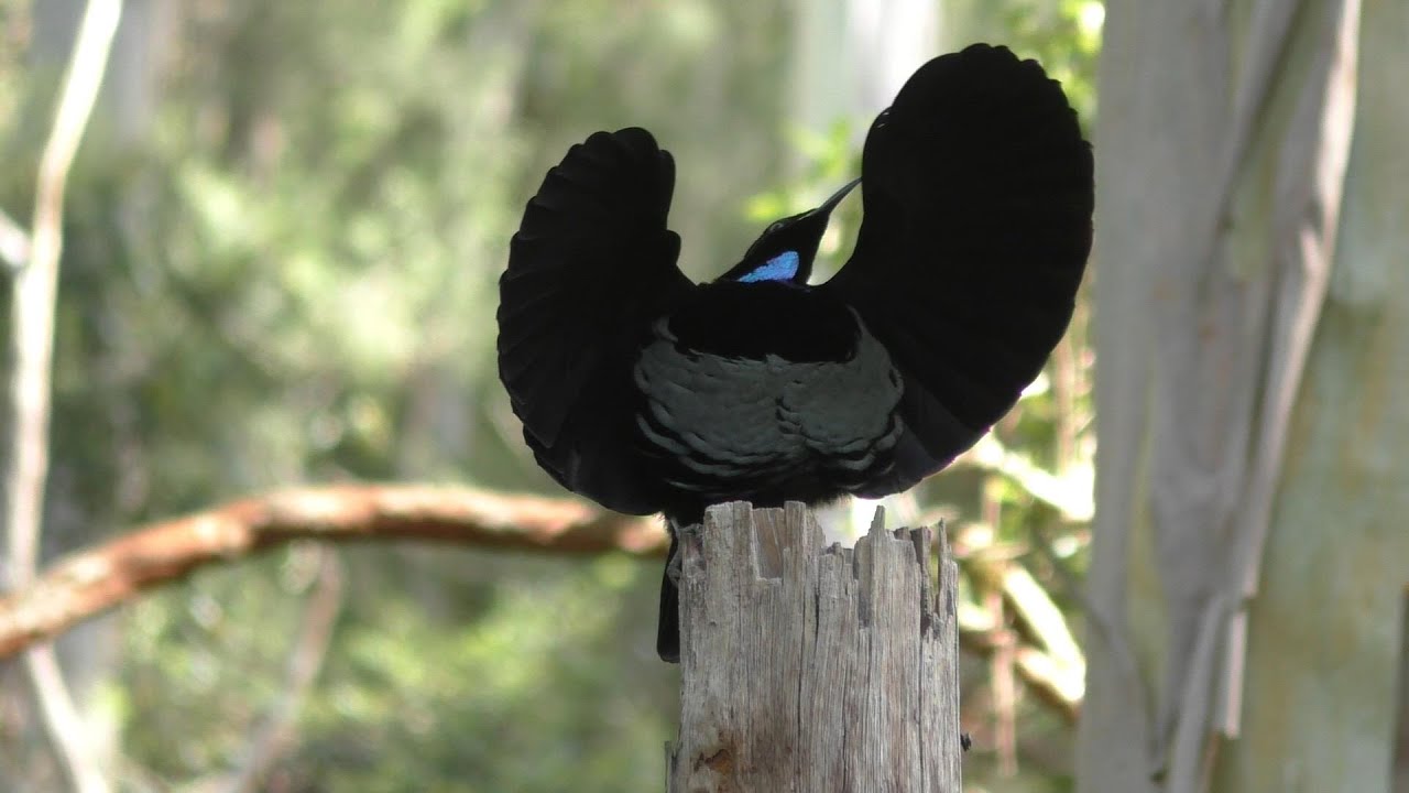 Victoria's Riflebirds at Atherton Tableland Birdwatchers' Cabin, Queensland.