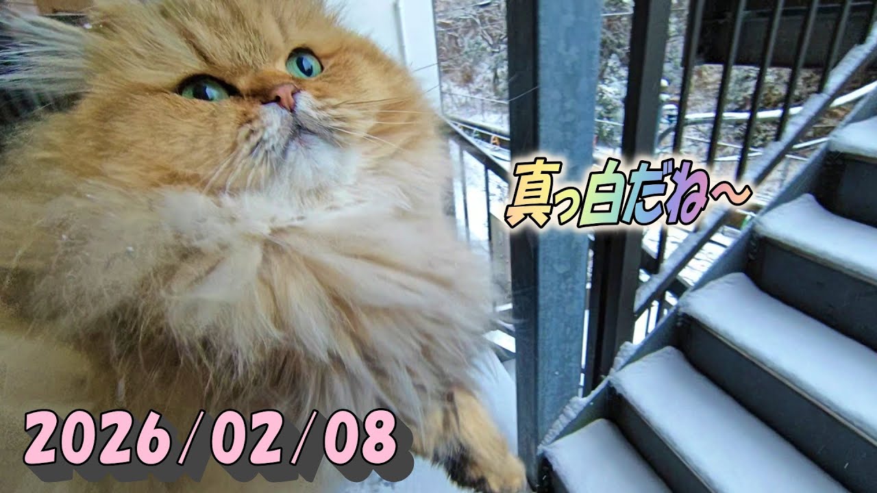 久しぶりに積もった雪に驚いちゃってるひとみ　Persian cat Hitomi's relaxing days　2026/02/08