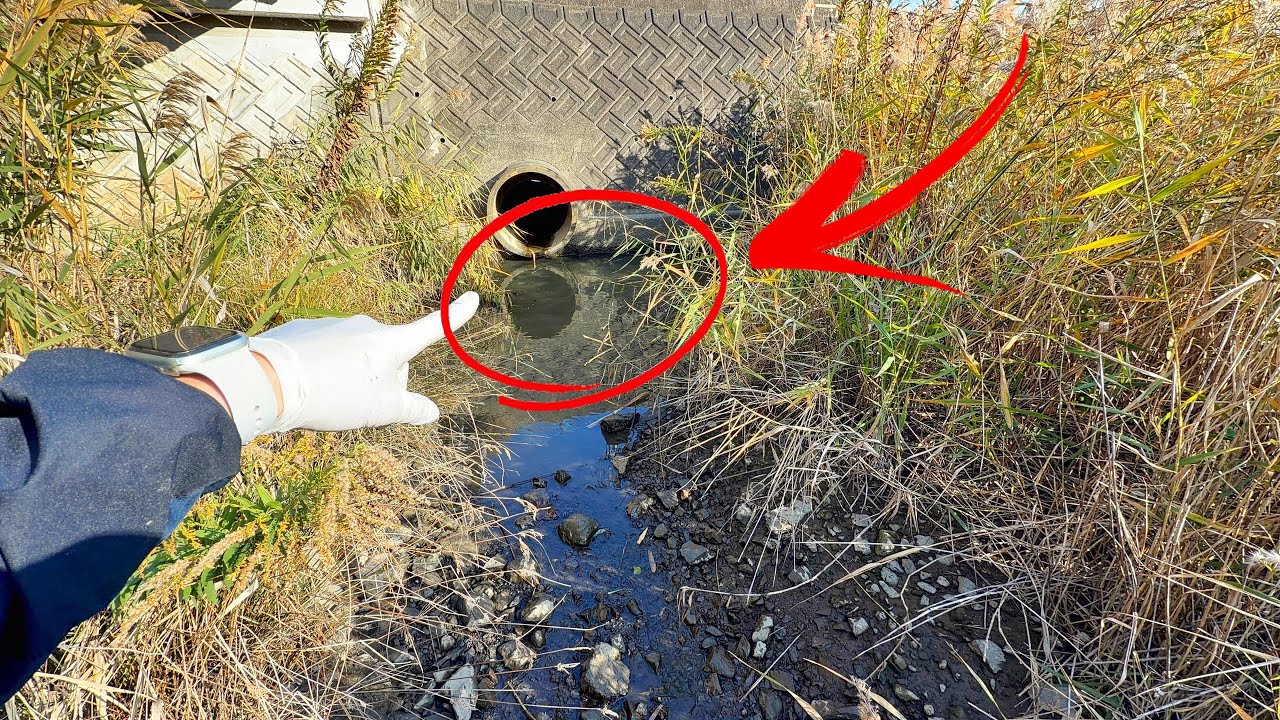 川のほとりにあった水溜まりで激レア外来種を捕まえてしまった…