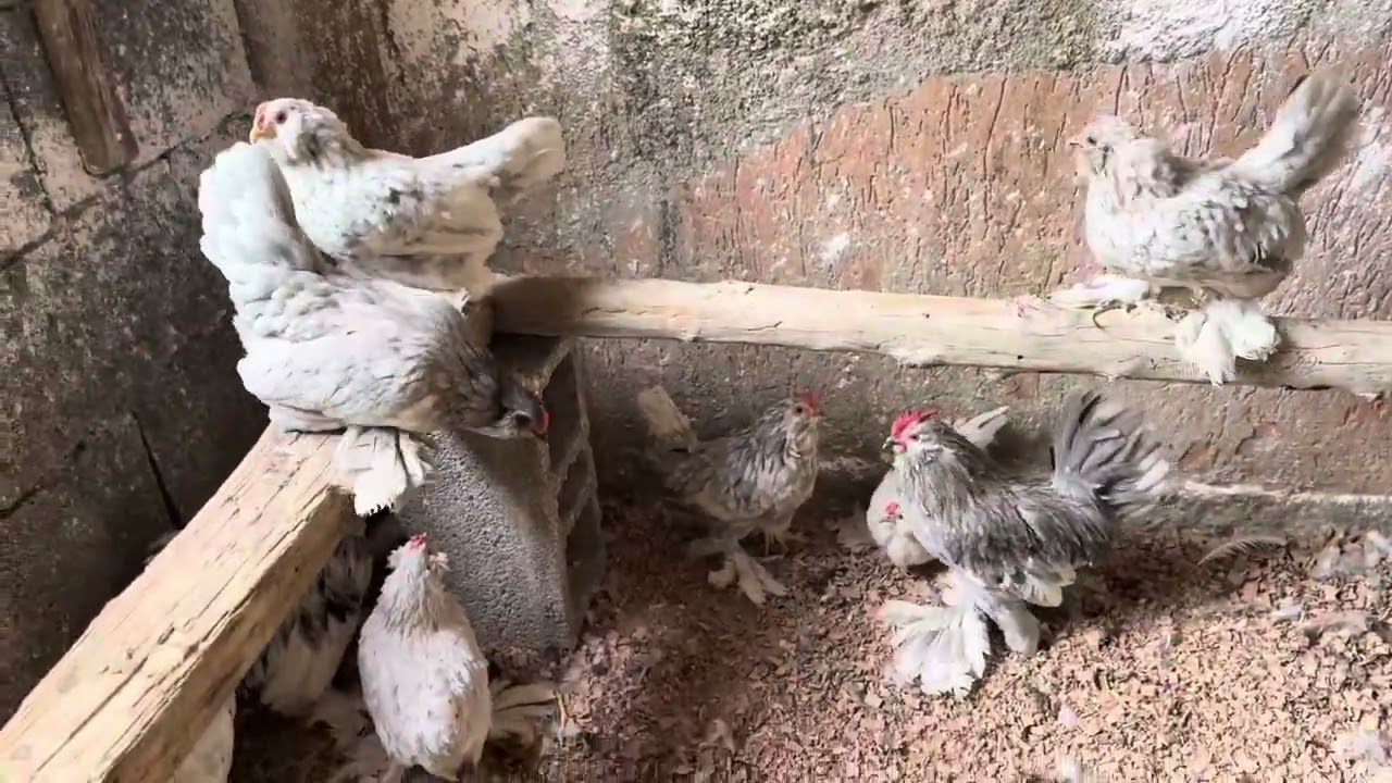 Çok Güzel Bir Sürpriz 🤗 bakın kimler geldi :) 