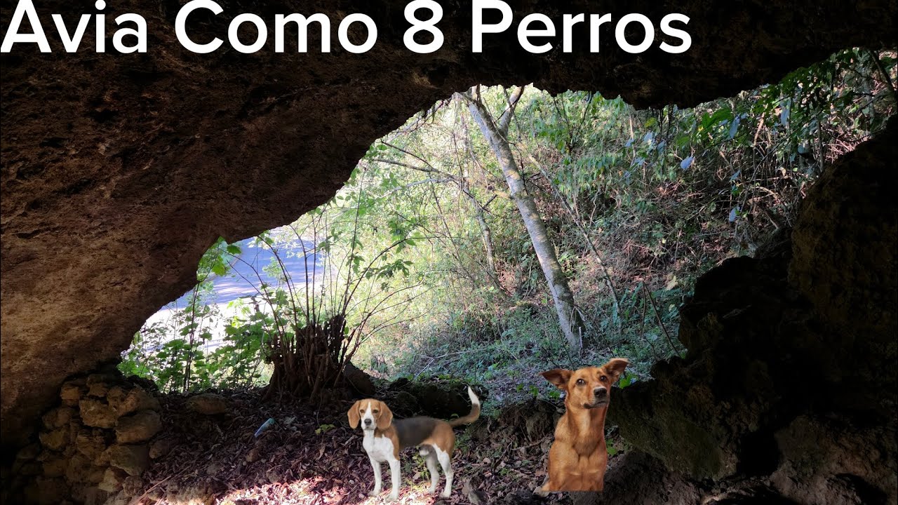 ERAN Como 8 O 10 Perros Entre Los Matorrales Se Escuchava Que Peleaban 