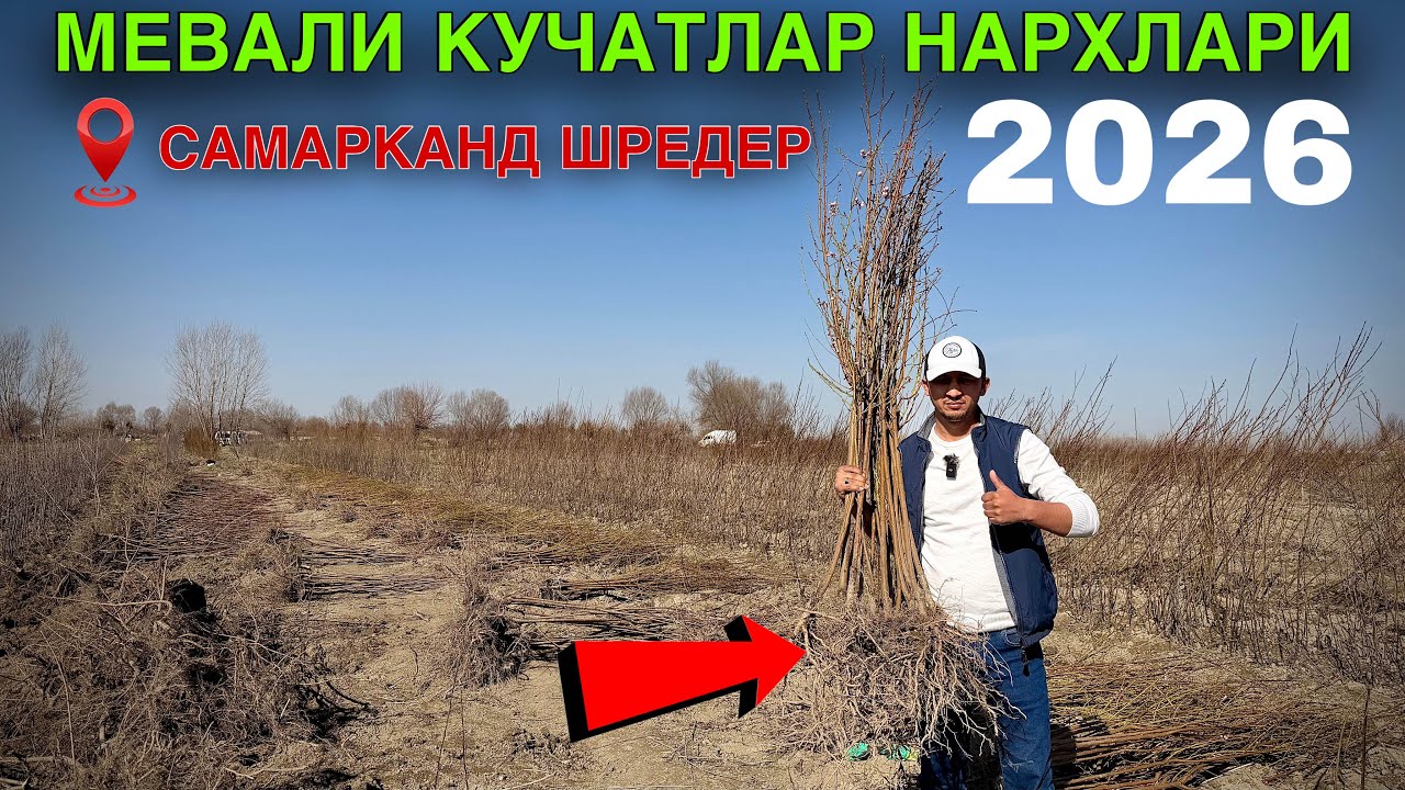 🌳 МЕВАЛИ КУЧАТ НАРХЛАРИ 2026 | САМАРКАНД | Шредер кучатлари ОПТОМ – энг арзон жойи 💥