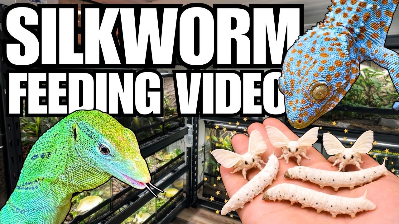Silkworms: The Ultimate Feeder Insect? Feeding My Reptile Room