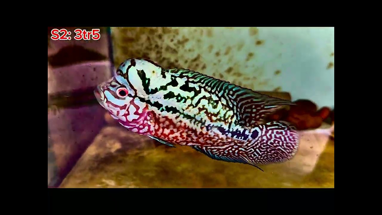 Zalo 0933990458 | DULCE KAMFA | hàng f1 khủng 😱