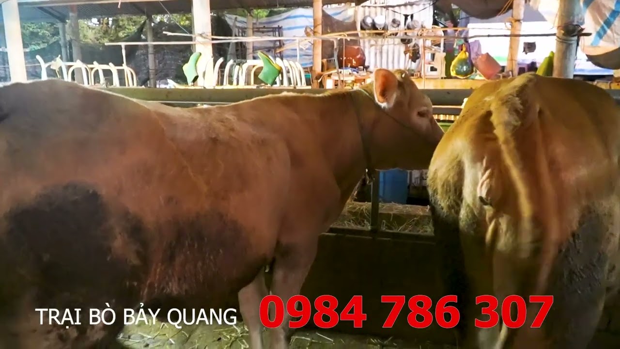 20/01 - LÔ NÁI TƠ SIÊU PHẨM TẠI TRẠI BÒ BẢY QUANG