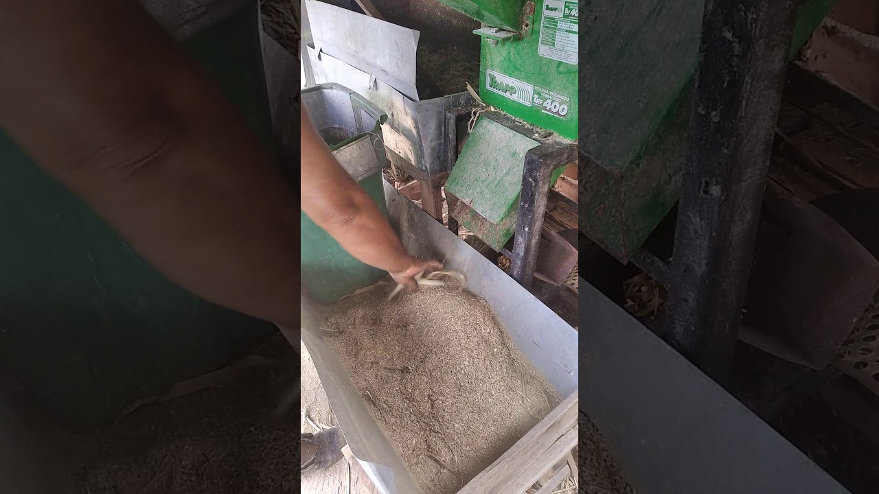 RAÇÃO DE CAPIM CANA SECO.  EP 59  Z. R. RURAL