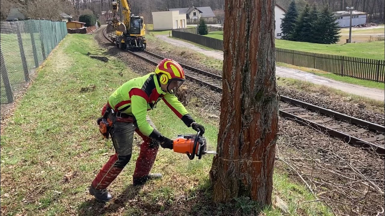 Akáty podél kolejí/ Bagr Liebherr/ MS 462/Black Locust tree felling along the railway.