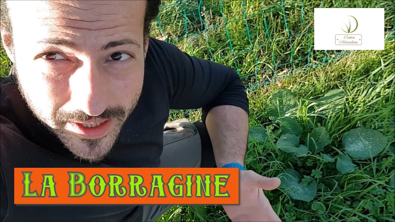 Come Riconoscere e Usare la Borragine