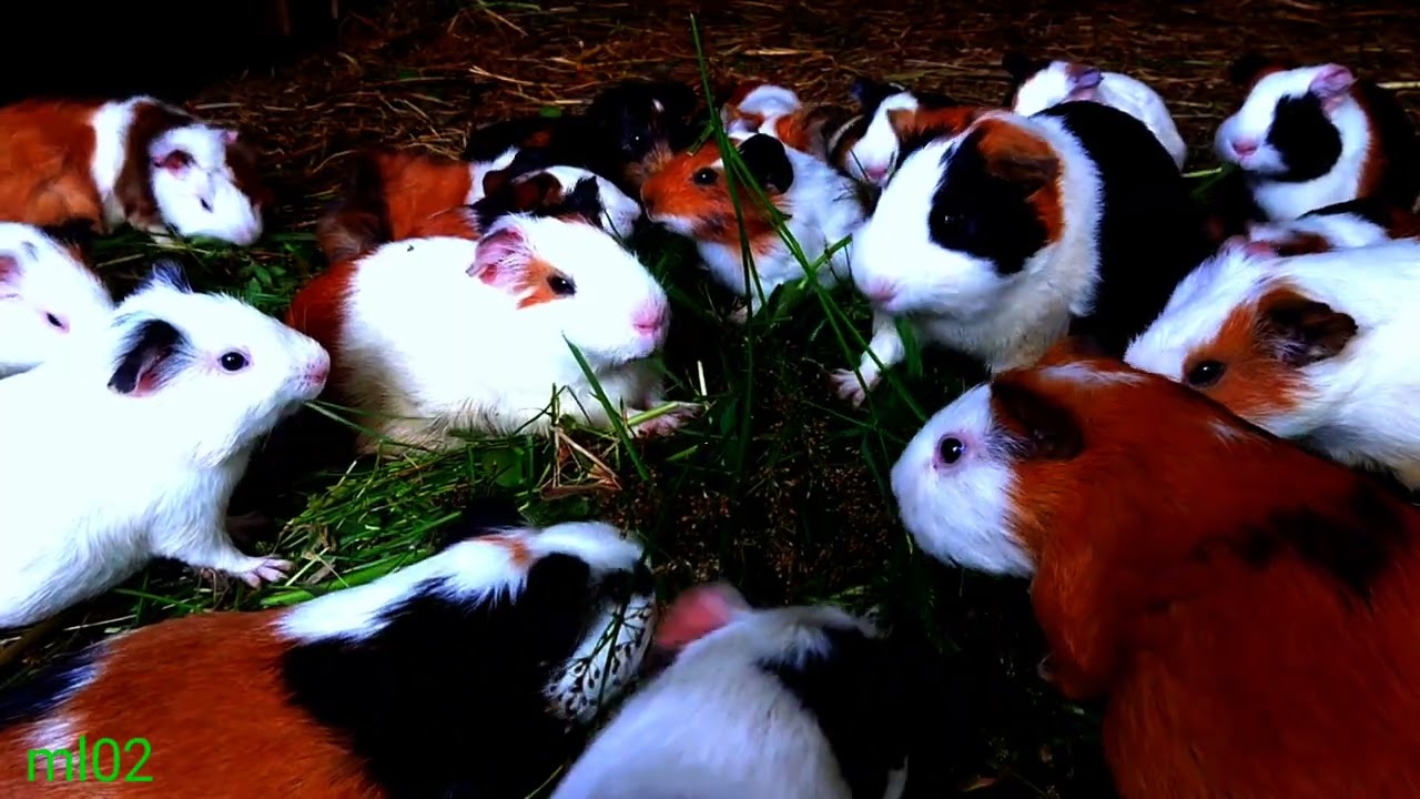 asmr|a group of cute guinea pigs mukbang fresh green grass fighting over it 