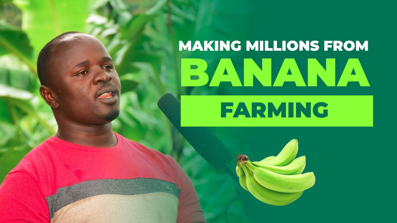 Agribusiness : How To Plan, Start And Profit From Banana Farming Business Year in Year Out.