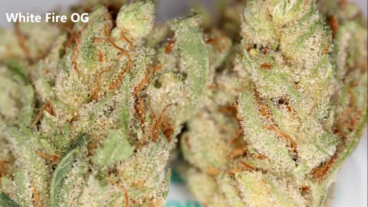 Medical Cannabis Strains