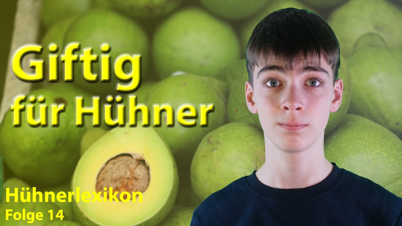 Achtung giftig! Diese Dinge drüfen Hühner nicht fressen | Hühnerlexikon Folge 14