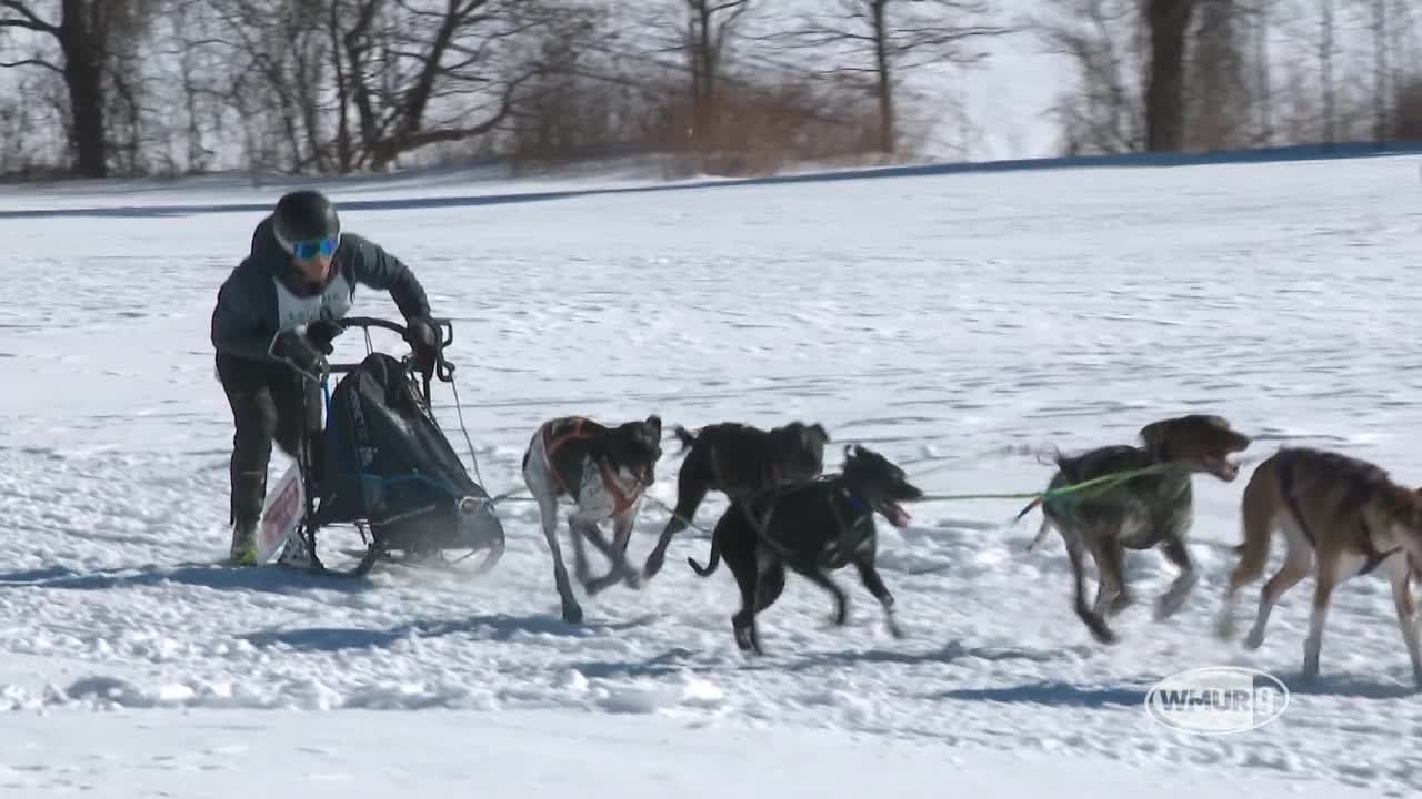 NH Chronicle: Laconia Sled Dog Races