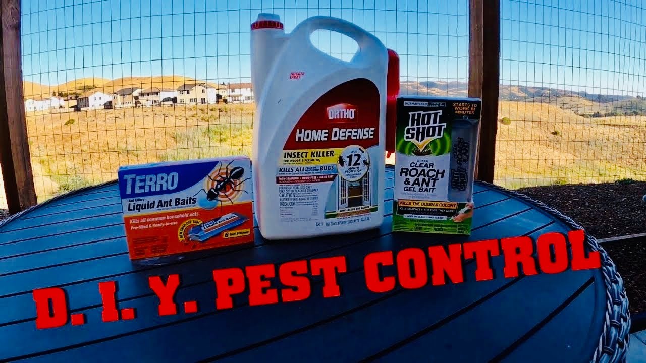 DIY PEST CONTROL | How to save save money!