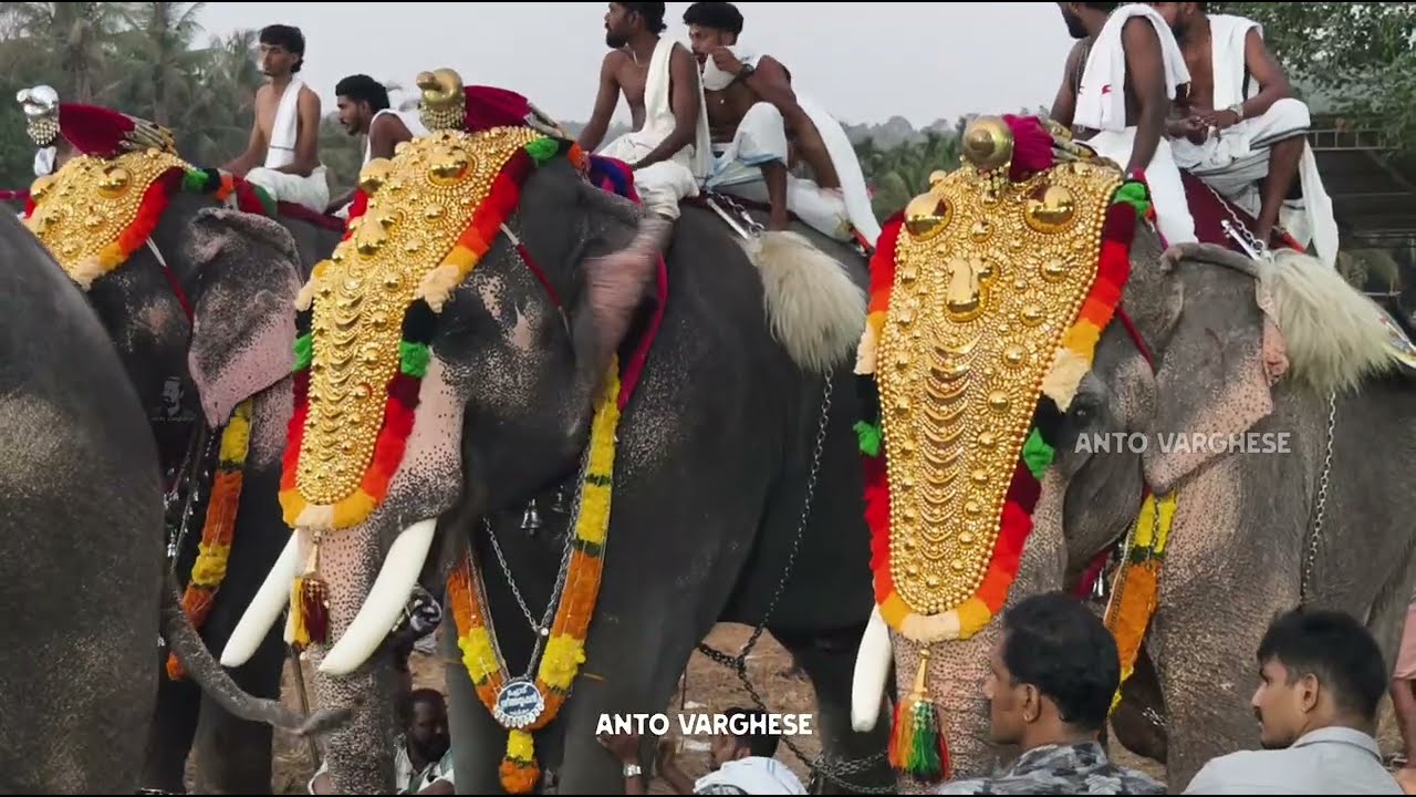 കാഞ്ഞിരക്കോട് ശ്രീ കൊടുമ്പ്കാവ് ഉത്രം വേല മഹോത്സവം ❤️ Kodumbukavu Vela 2026. #kodumbukavu #elephant 