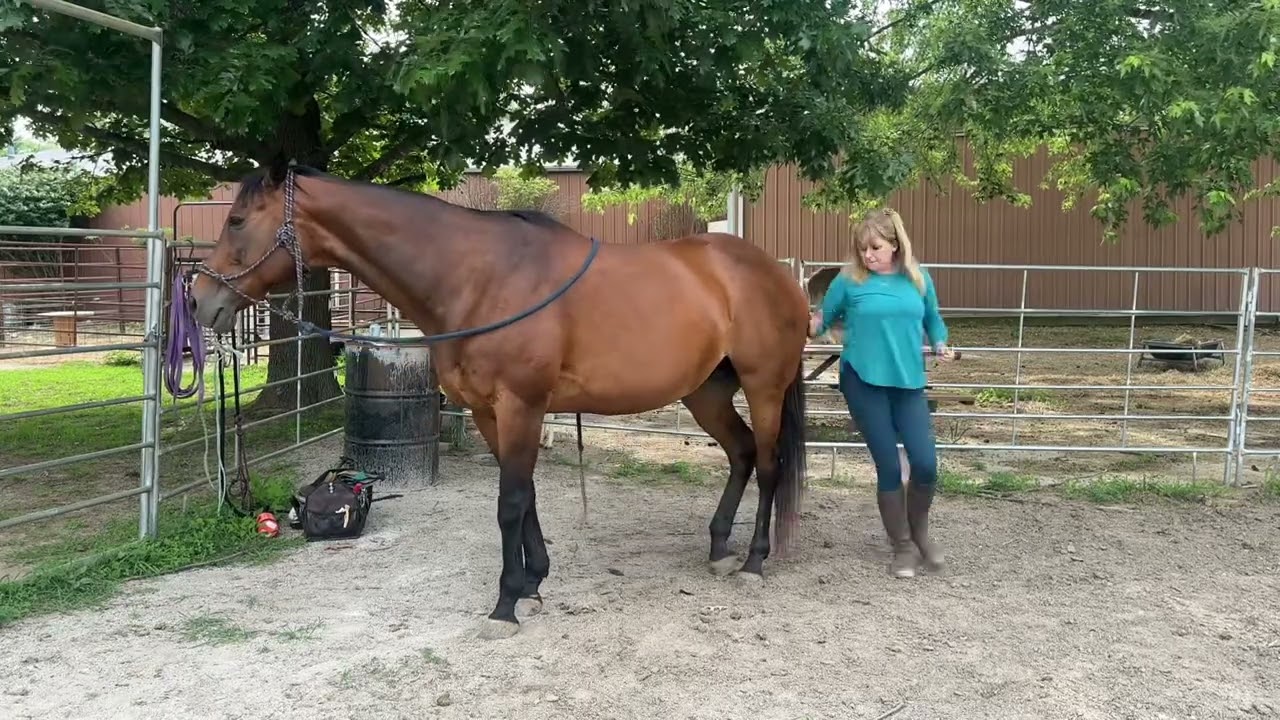 Paige - Grooming and Tacking