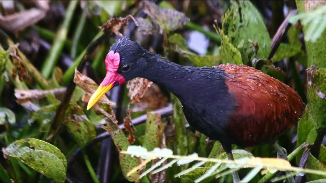 Brasil Selvagem | Aves da nossa fauna.