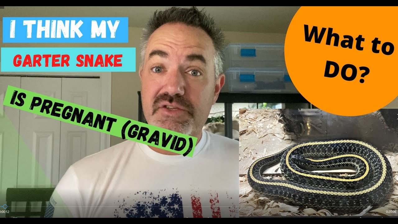 Garter Snake Breeding Basics
