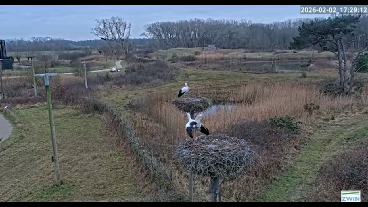 Zwin N.P/ BE       The third stork nest has filled up too — six storks spent the night in the nests.