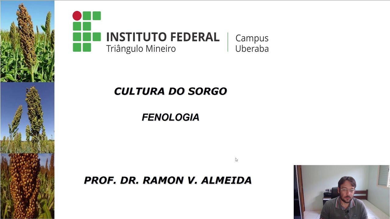 Sorgo - Fenologia.