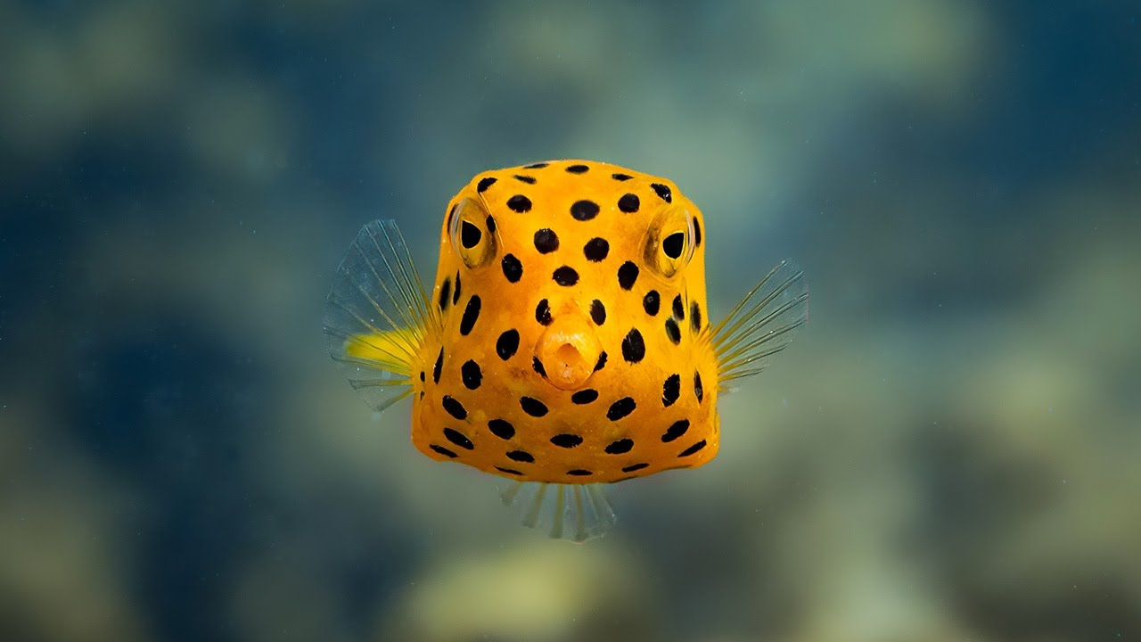 L'acoustique, un moteur de l’évolution négligé chez les poissons