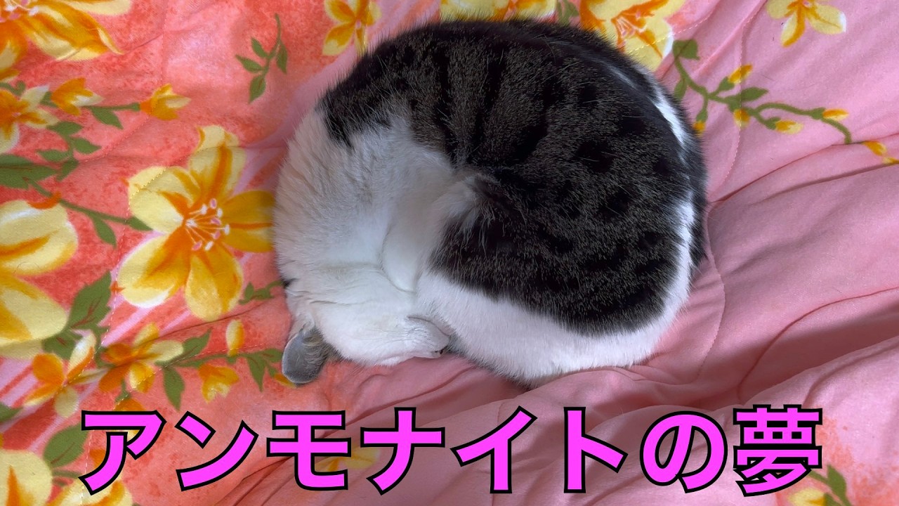 保護猫ナターシャの541日目：まんまるで寝てた