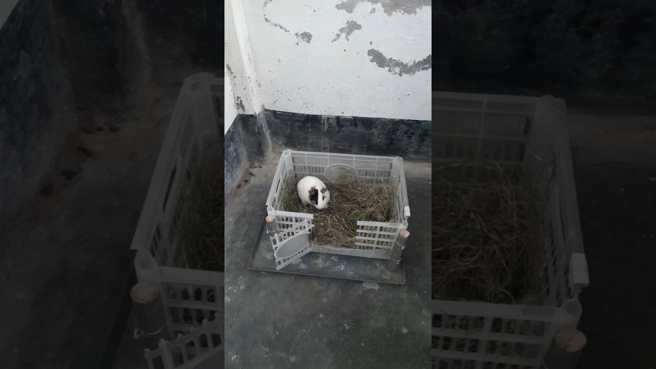 Now is the time to introduce the guinea pig to its home.🐹✨️