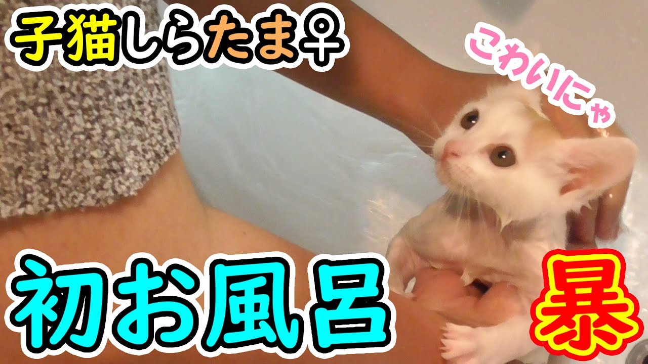 (子猫)初めてのお風呂!! しらたまの挑戦!!