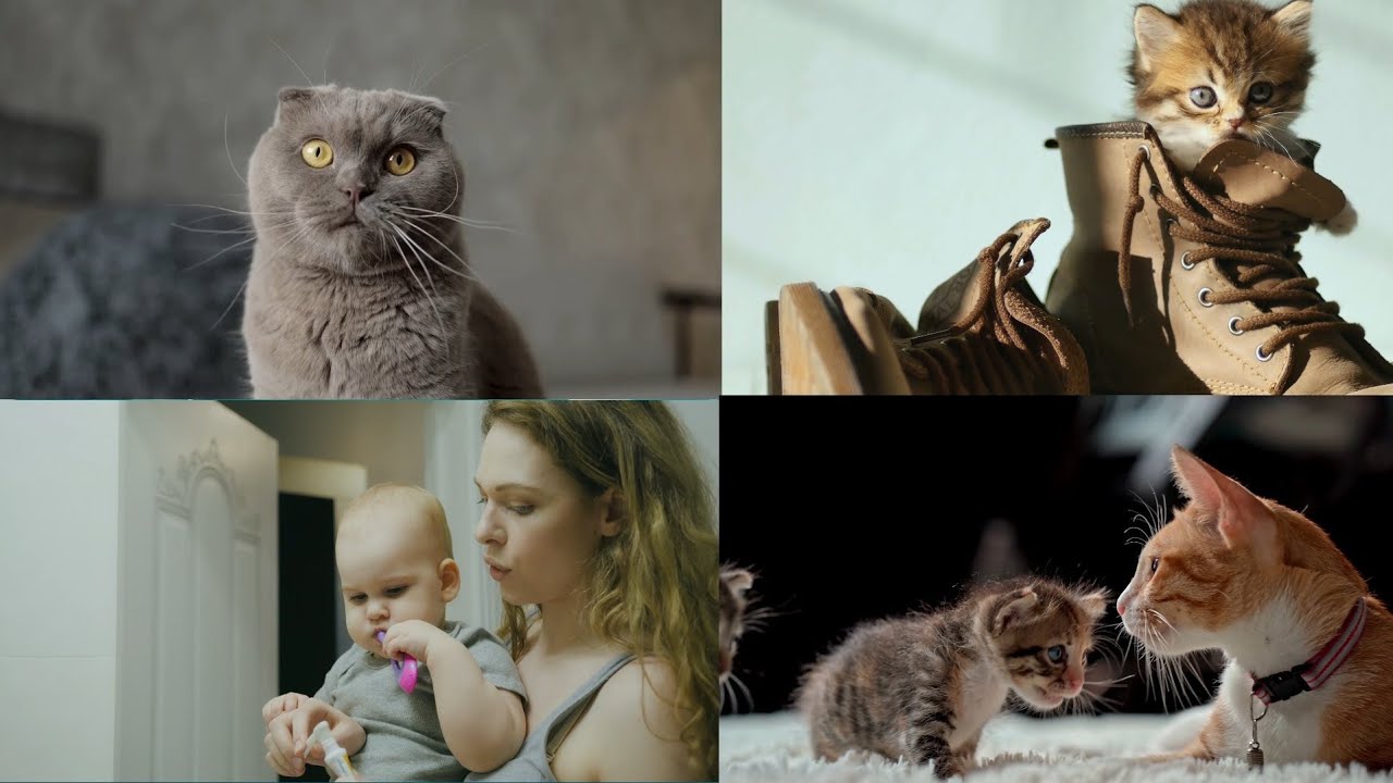 Best cute animals and babys wow 💕💕💕 moments in the world